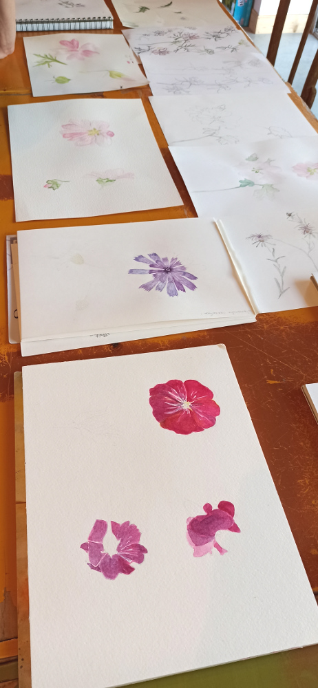 Atelier dessin botanique avec Sophie Graverand