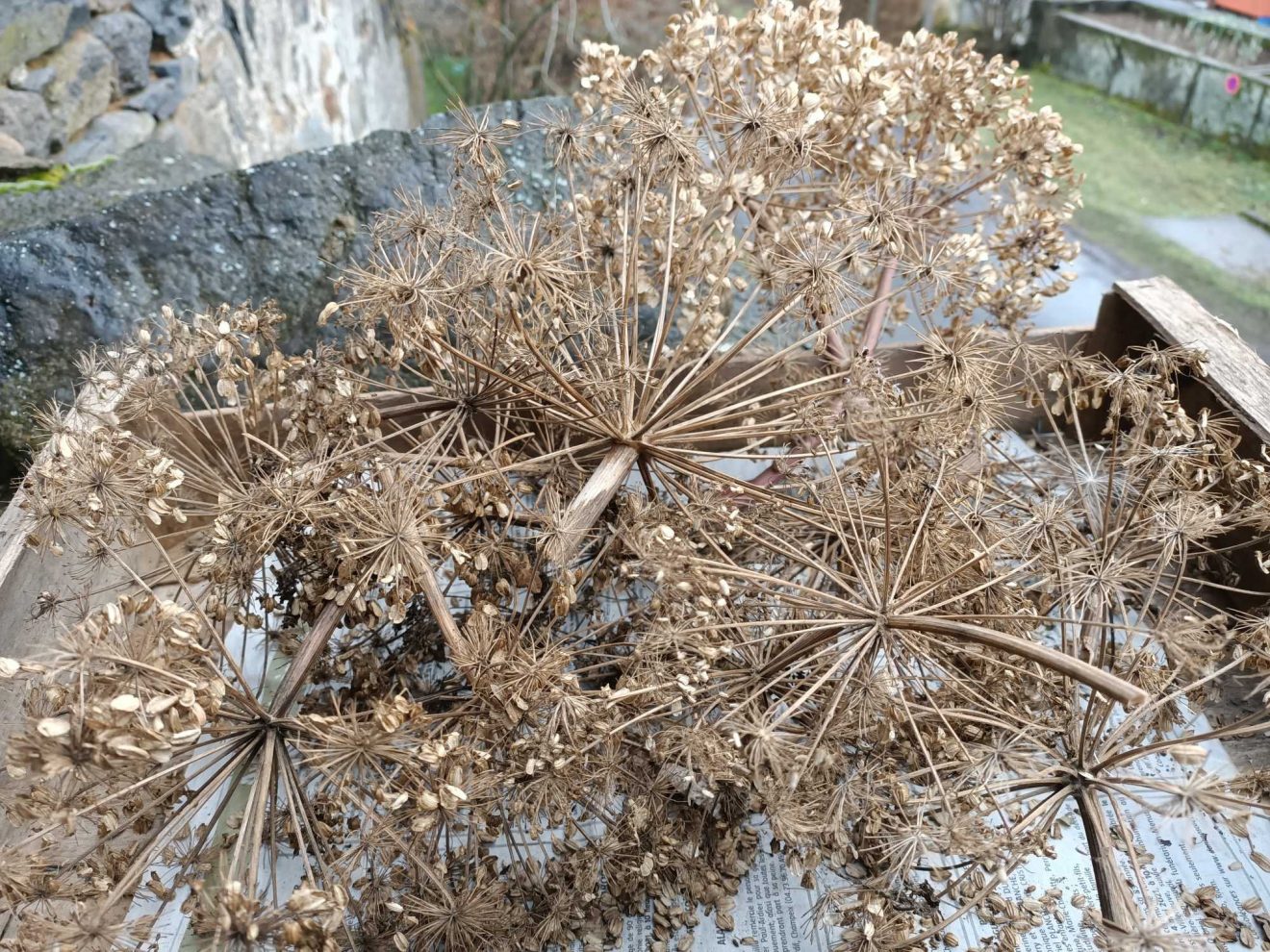 Des graines à la folie !