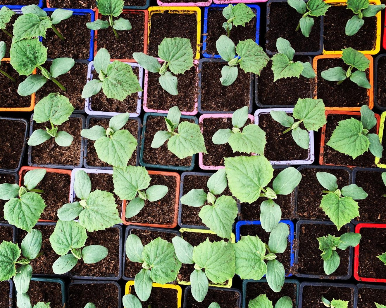 Bourse aux plants